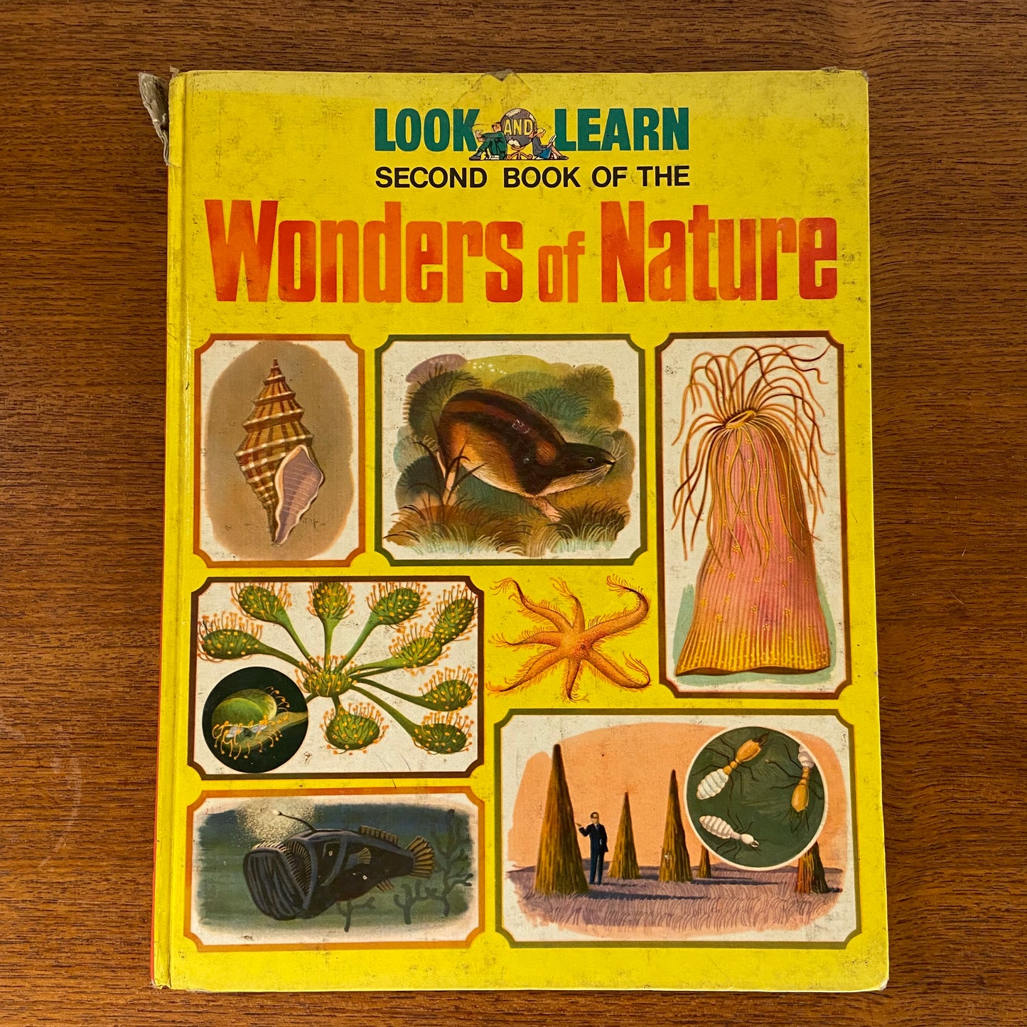 1960s Look & Learn Second Book of The Wonders of Nature