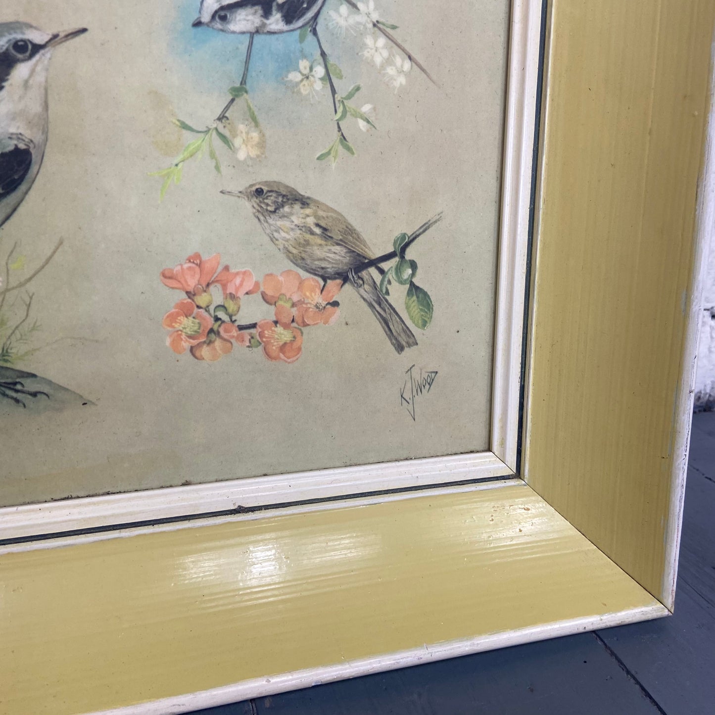 Vintage Framed Bird Study Print by K J Woods