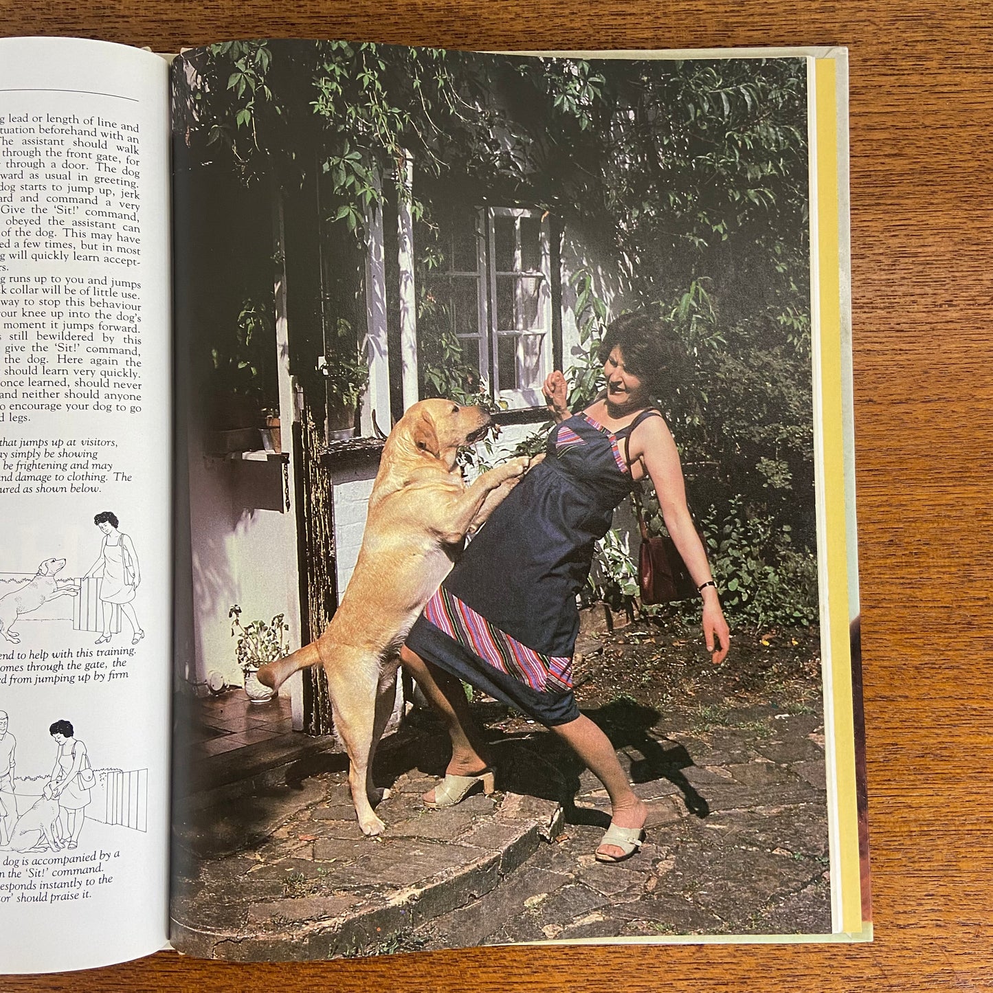 Vintage SIT! Dog Training Book